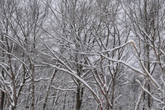 雪枝