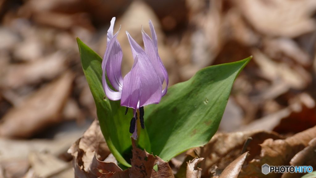 カタクリ@逢瀬公園