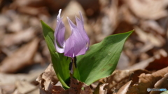 カタクリ@逢瀬公園
