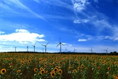 風車とヒマワリと青い空と２