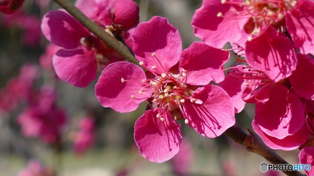 紅梅@郡山市三穂田