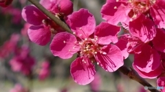 紅梅@郡山市三穂田