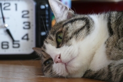 夕ごはんまだかにゃ～