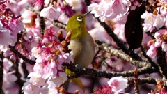 1190845 河津桜と、メジロ