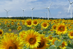 ヒマワリ高原②