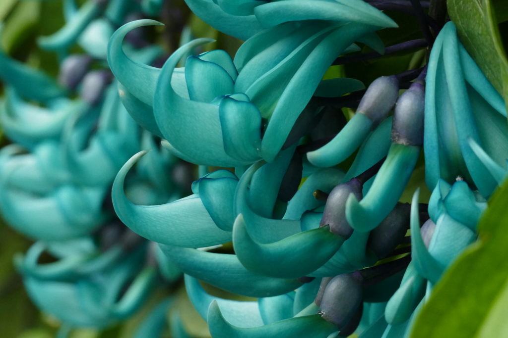 ヒスイカズラ１