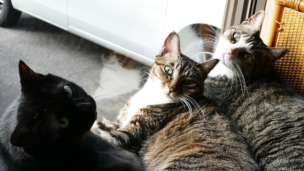 P1180290我が家のニャンコ達