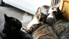 P1180290我が家のニャンコ達