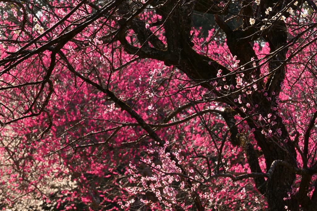 梅花