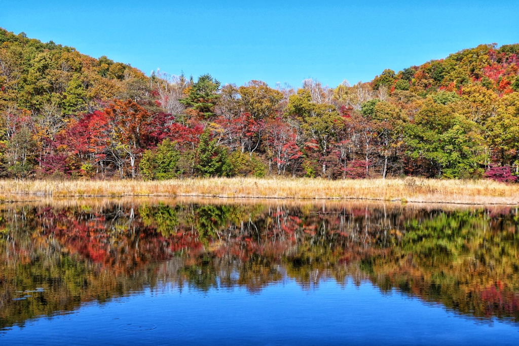 観音沼森林公園