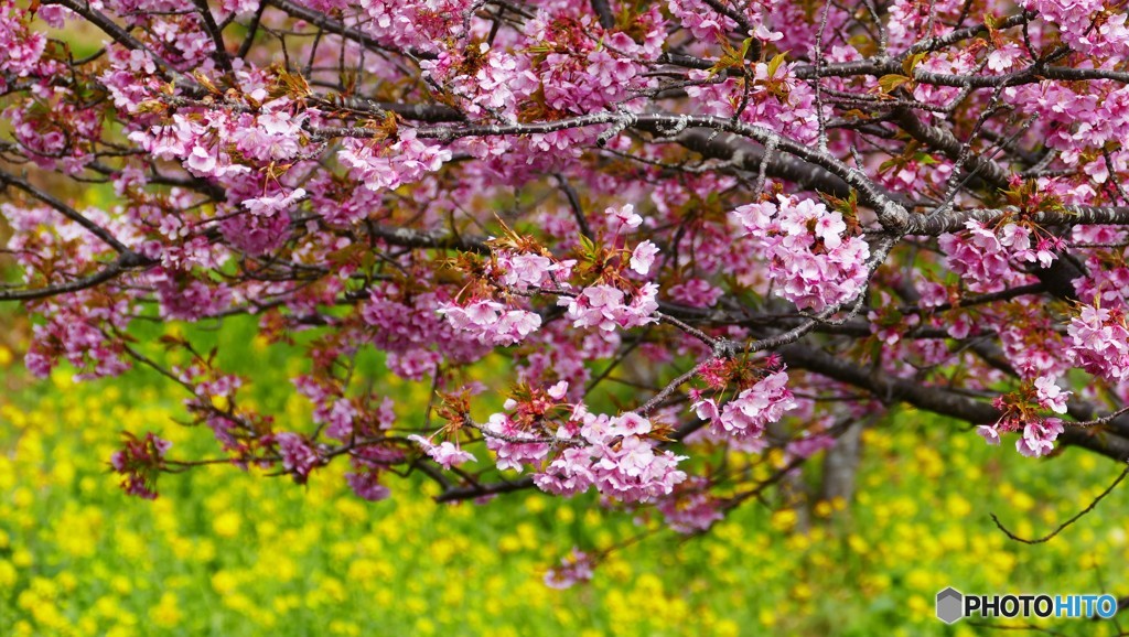 P１２１０３７３河津桜