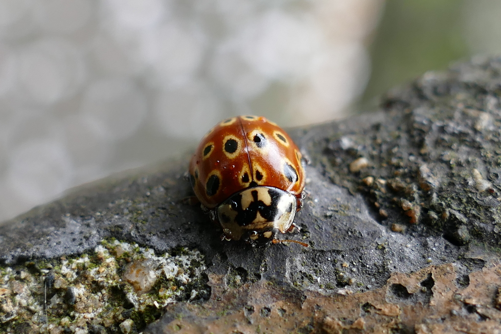 ウンモンテントウ