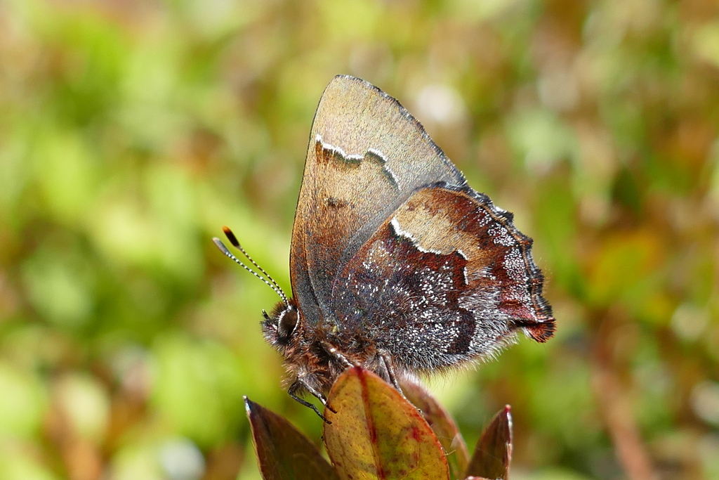 コツバメくん登場