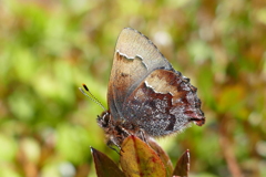 コツバメくん登場