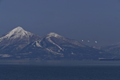 磐梯山と猪苗代湖と白鳥