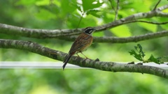 さわやに。。。