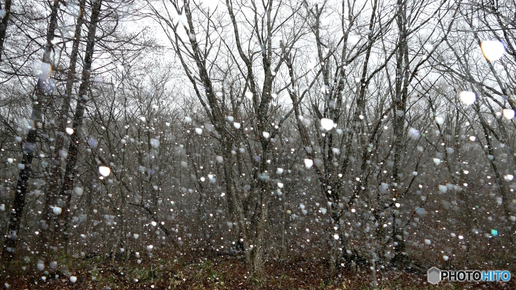 雪やコンコン、アラレやコンコン