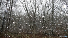 雪やコンコン、アラレやコンコン