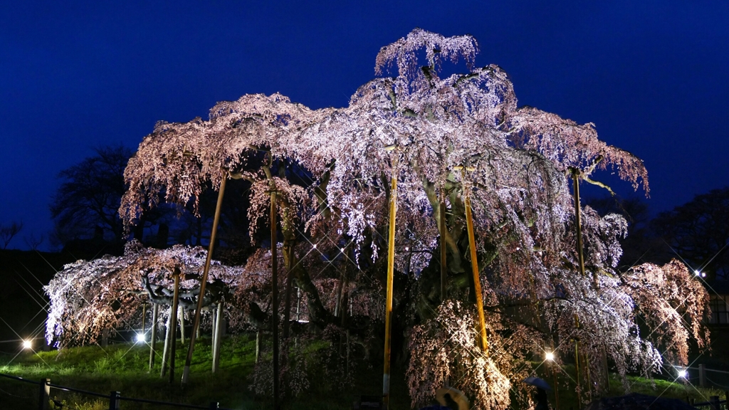 三春滝桜 1