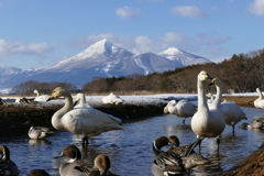 磐梯山と白鳥２