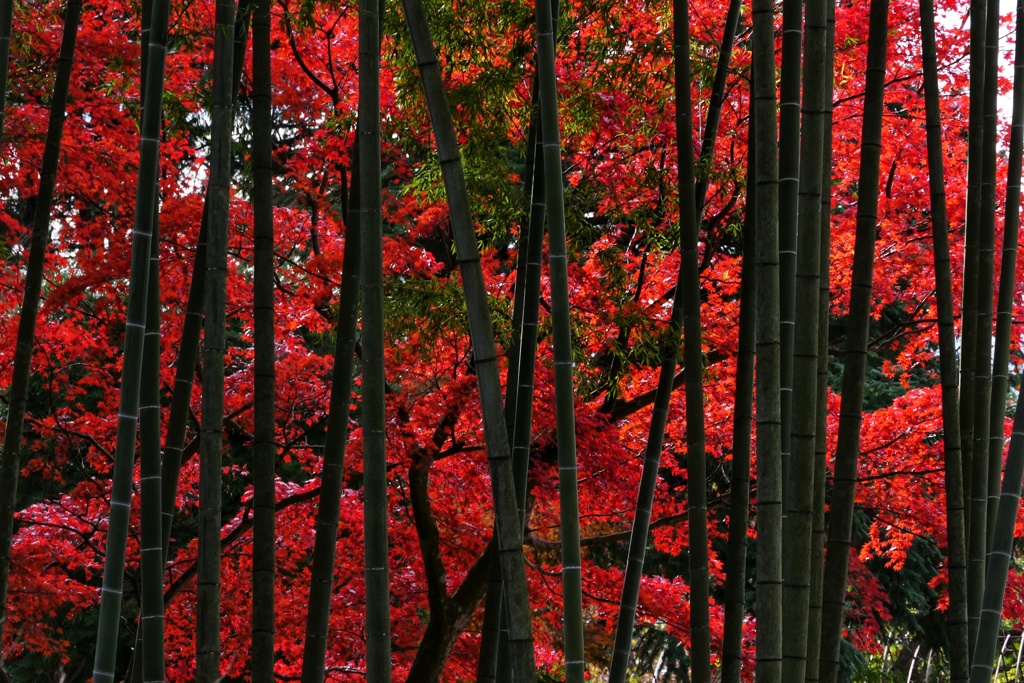 須賀川牡丹園１