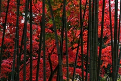 須賀川牡丹園１