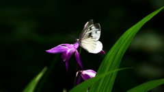 モンシロチョウ