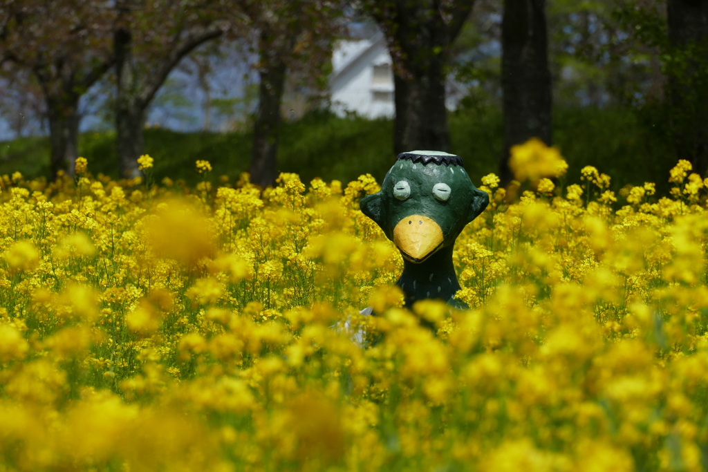 菜の花に埋もれて