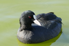 赤いお目々のオオバンさん