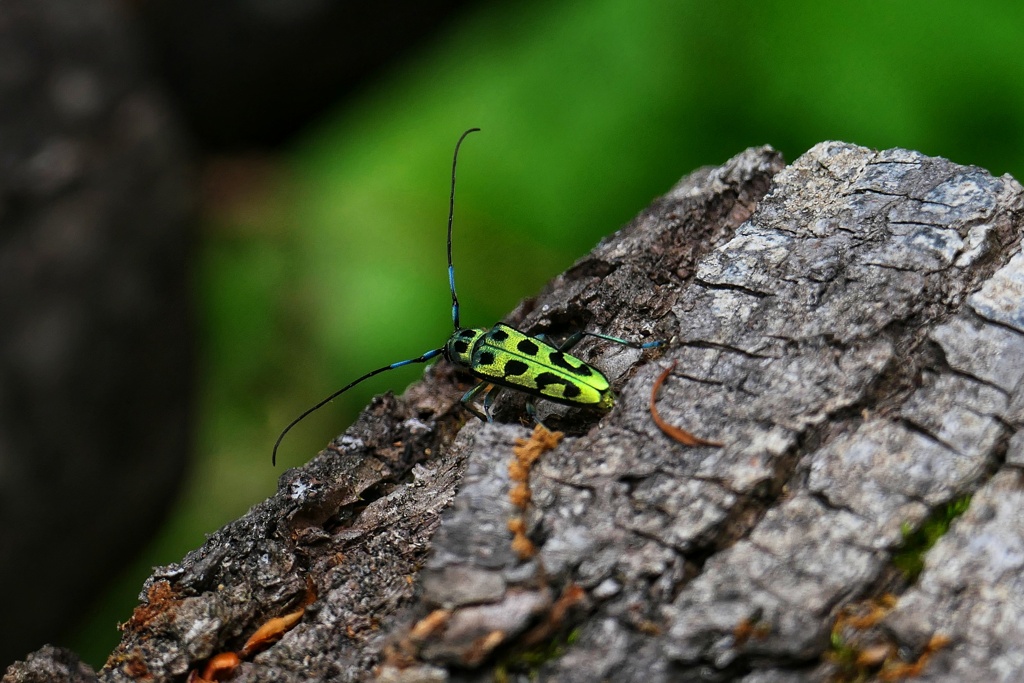 ハンノアオカミキリ