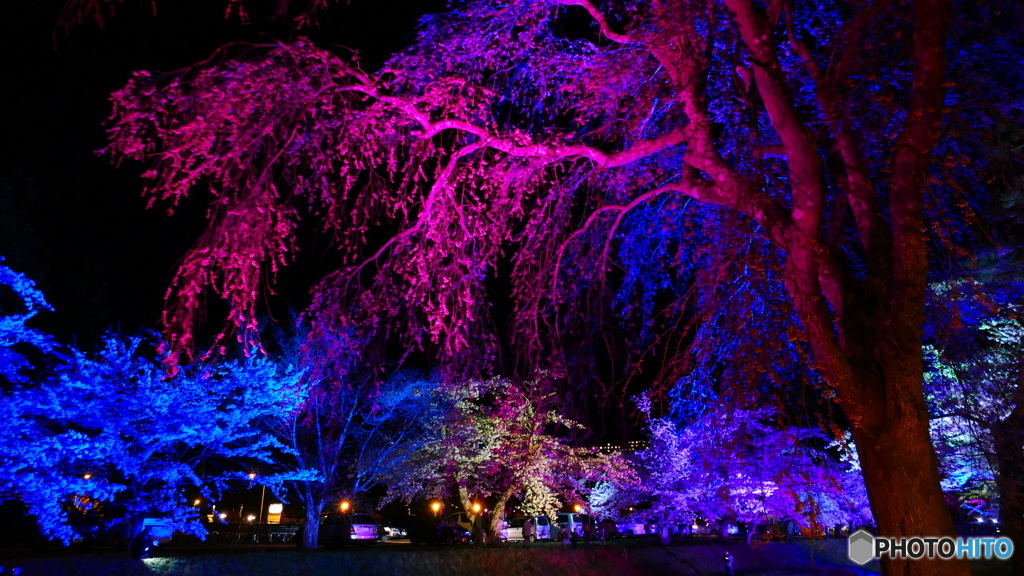 夜桜ライトアップ