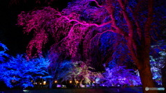 夜桜ライトアップ