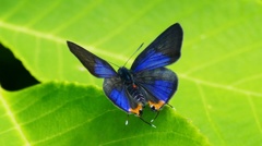 キマダラルリツバメ