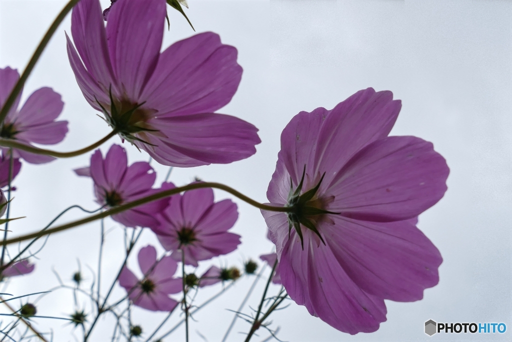 見上げれば秋桜