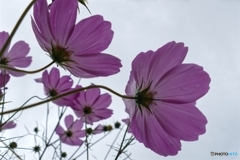 見上げれば秋桜