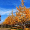 P1170277　@福島市あづま運動公園