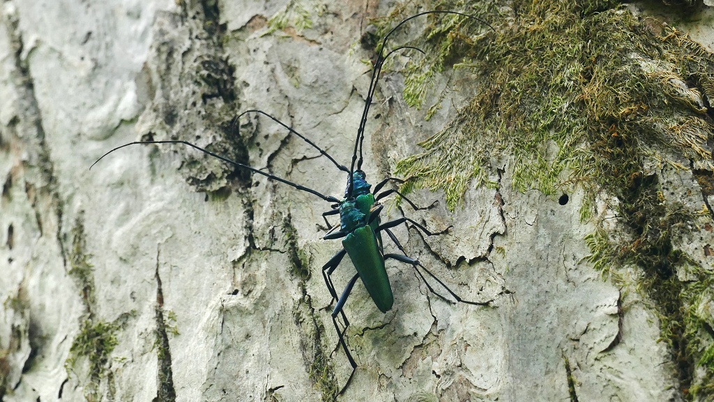 P1120389　オオアオカミキリ