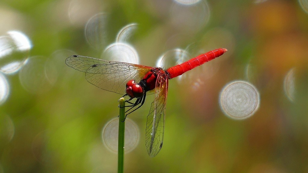 ハッチョウトンボ　４