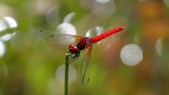 ハッチョウトンボ　４