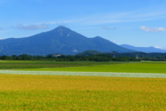 稲穂と蕎麦花と磐梯山と