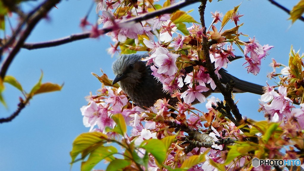 ＠神奈川県松田町