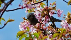 ＠神奈川県松田町