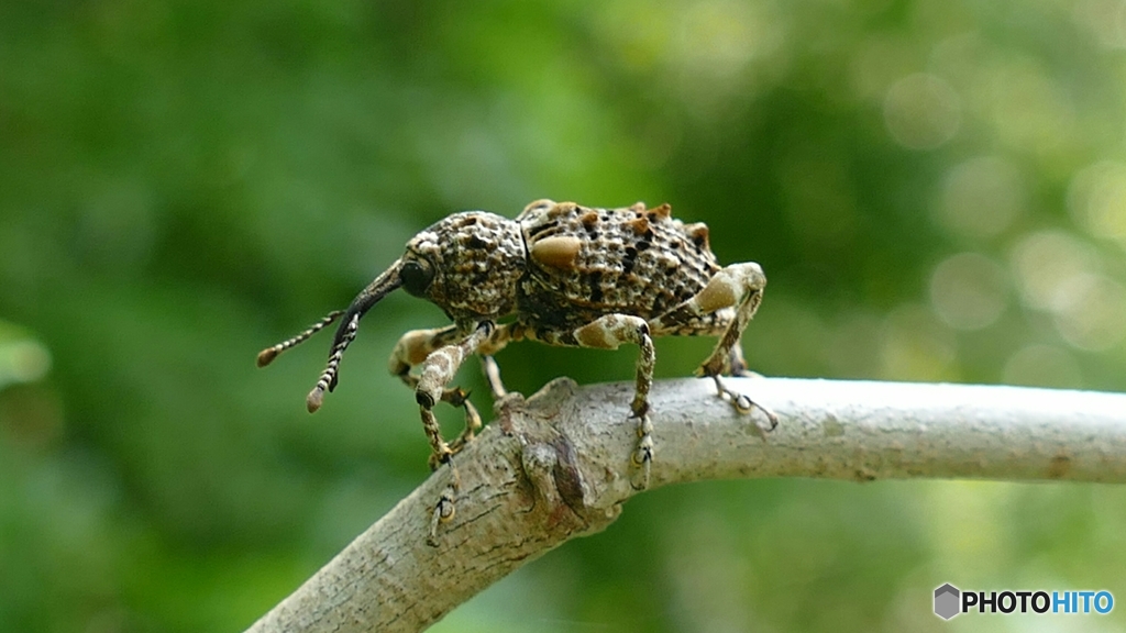 武闘派ゾウムシ