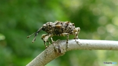 武闘派ゾウムシ