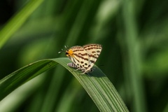 キマダラルリツバメ