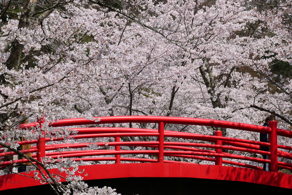 翠ヶ丘公園①