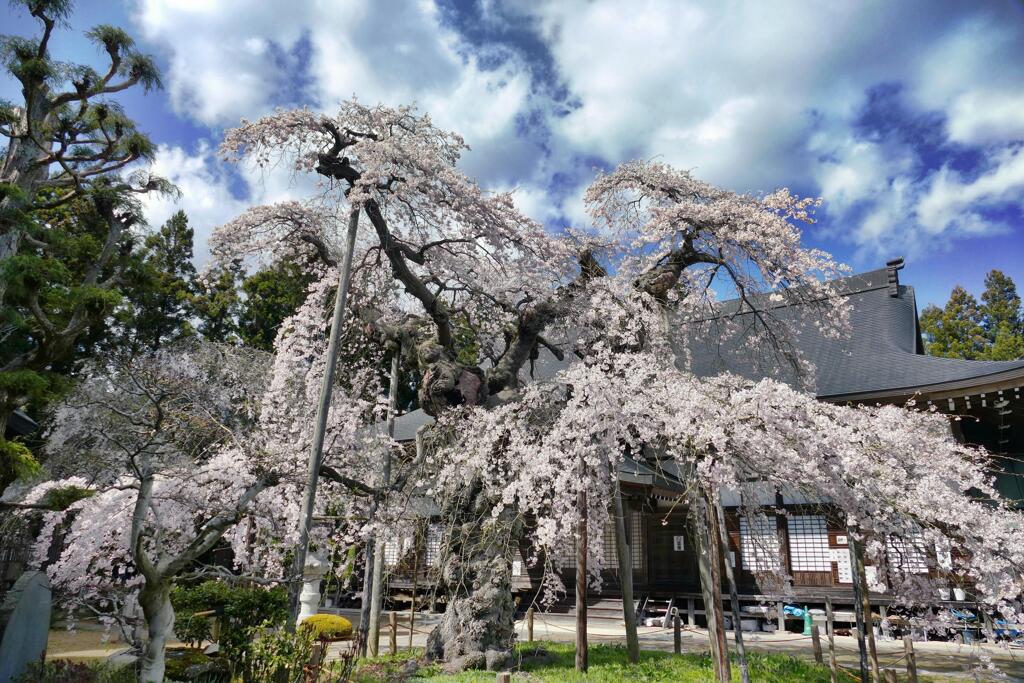 愛蔵寺の護摩桜３