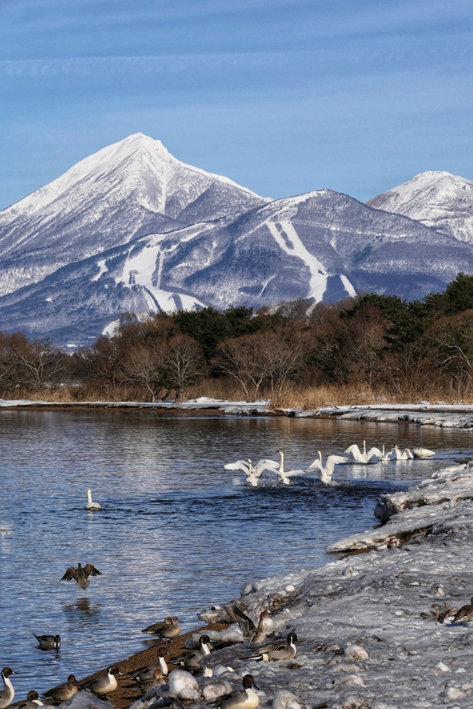 磐梯山と白鳥
