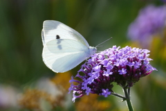 陽に透かされて