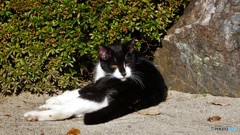 ＠鎌倉　明月院